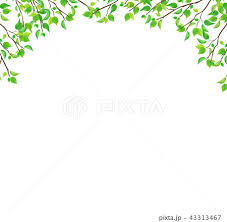 新緑 枝 葉っぱ Png 透過 のイラスト素材 43313467 Pixta