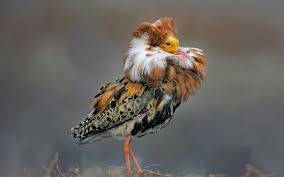23 Ruff Calidris Pugnax Breeds In Marshes And Wet Meadows Across Northern Eurasia Its Winter Grounds Incl Interesting Animals Animals Beautiful Pet Birds