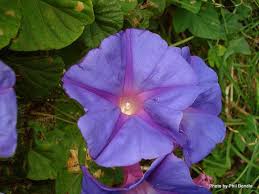 Maybe you would like to learn more about one of these? Phil Bendle Collection Poisonous Plants In New Zealand Citscihub