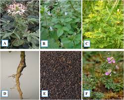 Image result for Cleomaceae