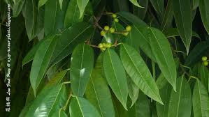 Image result for Ficus barteri