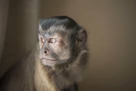 The diet of a finger monkey is going to include. Keeping And Caring For Pet Capuchin Monkeys