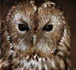 Schlösserland sachsen, bastel eule ve alexander fischer ile schloss moritzburg'da 3 haselnüsse für aschenbrödel izliyor. Weitere Darsteller 3hfa Fanseite