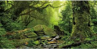 Image result for Terrarium Cling Background