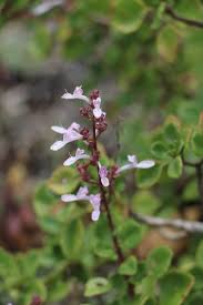 Image result for Aeollanthus