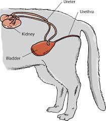 The Urinary System Of Cats Kidney And Urinary Tract Disorders Of Cats The Merck Manual For Pet Health Cat Uti Cat Anatomy Your Pet