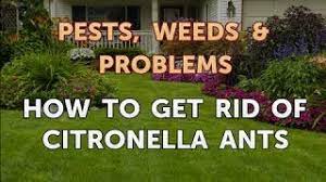 In a cornell university study, it has been shown that citronella oil can kill around 50% of the ant's population in half an hour, with 100% of an ant colony killed in 24 hours. How To Get Rid Of Citronella Ants Youtube