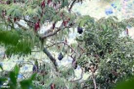 Image result for Chrysophyllum gorungosanum