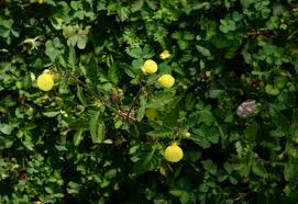 Image result for Calceolaria tripartita