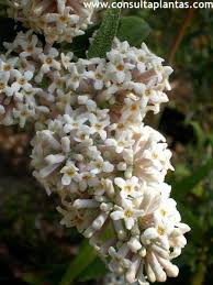 Image result for Buddleja saligna