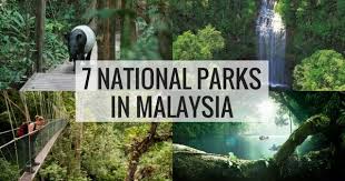 Taman negara is the place for the best jungle experience in peninsular malaysia; 7 Malaysia National Parks Taman Negara Breathtaking Natural Places