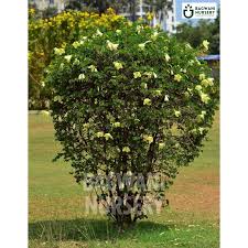 Image result for Bauhinia tomentosa