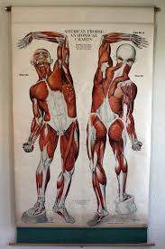 1918 American Frohse Anatomical Wall Chart Anatomy Human
