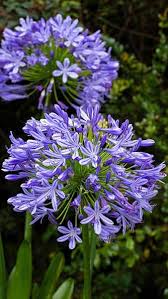 There is something about the connection with the blue sky and the surrounding myriad of greens in foliage that make blue flowers coveted, sought after and desired. Agapanthus Peter Pan African Lily Peter Pan Dwarf Blue In 2021 Spring Garden Flowers Late Summer Flowers Purple Flowers