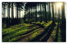 Forest Path Hd Desktop Wallpaper High Definition Fullscreen Mobile Dual Forest Pictures Forest Path Forest Wallpaper