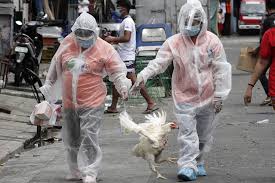 L'infezione virale, entrando in un organismo di pollo, si moltiplica sulle il fatto che gli animali hanno contratto l'influenza aviaria, può solo immaginare decorso della malattia in. Salto Di Specie Dell Influenza Aviaria 7 Contagiati In Russia Dal Virus H5n8 Allertata L Oms Il Riformista