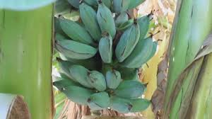 Check out our blue java banana selection for the very best in unique or custom, handmade pieces from our craft supplies & tools shops. These Bananas Taste Like Ice Cream And You Can Grow Them Yourself Khou Com