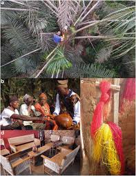 Image result for Raphia sese