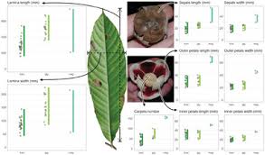 Image result for Monodora grandidieri