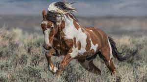 He Was Like The Holy Grail The Life And Legend Of America S Most Famous Wild Horse