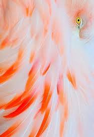 Pin By Cactus S On ƥҽaƈɧ ƥҽʈaɭ Flamingo Beautiful Birds Pet Birds