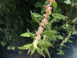 Image result for Parietaria