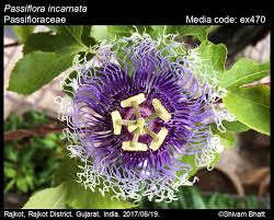 Image result for Passifloraceae