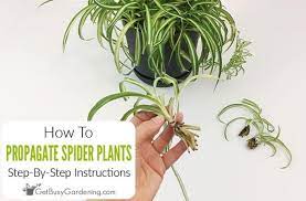 How To Propagate Spider Plants Step By Step Spider Plants Plant Care Houseplant Propagating Plants