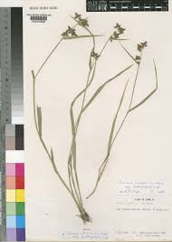 Image result for Fuirena ciliaris