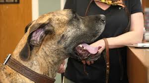 She currently does not have any pets but she is hoping to enjoy that privilege again soon. Veterinarian Wadsworth Animal Hospital Lakewood Co Veterinarian Wadsworth Animal Hospital Lakewood Co