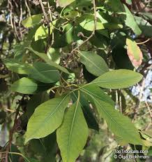 Image result for Lophostemon confertus