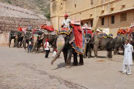 Peta india is urging travellers to skip the elephant rides at amer fort and anywhere else around the world. Free Images Ride Fort India Elephants Jaipur Rajasthan Pachyderm Pack Animal Camel Like Mammal 3872x2592 842495 Free Stock Photos Pxhere