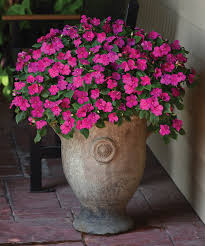 Image result for Diaphananthe sp.no.1. (Ball 657)