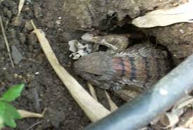 Egg-Laying Lizard Also Gives Live Birth. Is This Evolution Before Our Eyes?  - The University Of Sydney