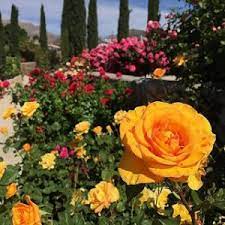 Maybe you would like to learn more about one of these? Where To Smell The Spring Flowers In El Paso Fox Acura Of El Paso Blog