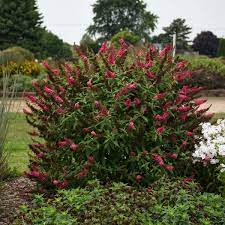 Buddleia Prince Charming Pp28903 Walters Gardens Inc Butterfly Bush Flower Spike Prince Charming