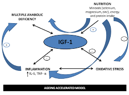 The release of this hormone increases in the presence of human growth hormone. Nutrients Free Full Text Igf 1 The Cross Road Of The Nutritional Inflammatory And Hormonal Pathways To Frailty Html