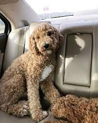 Image result for goldendoodle teddy bear cut. Pin On Primrose The Chocolate Goldendoodle
