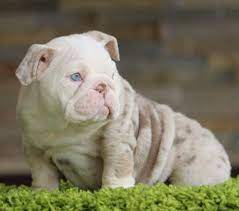 Efren Lopez On Instagram Mona Lisa This Amazing Mini Lilac Tri Merle Girl Is Making Me Take Her Off Bulldog Puppies English Bulldog Puppies Bulldog
