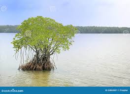 Image result for Rhizophora mucronata