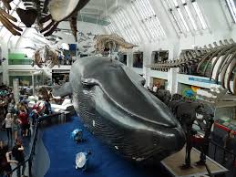 Il abrite une impressionnante collection de plantes séchées, de squelettes d'animaux, de fossiles, de roches ou de. Natural History Museum Londres 2021 Ce Qu Il Faut Savoir Pour Votre Visite Tripadvisor