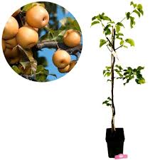 Image result for Pyrus pyrifolia