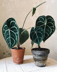 Upper leaf surface is dark green with silvery white veins. Anthurium Clarinervium Pretty Plants Plant Leaves House Plants
