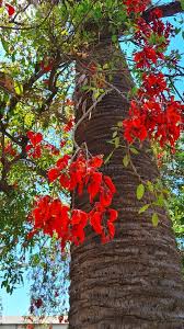 Image result for Erythrina fusca