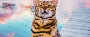 32 sin embargo, tras las malas críticas, hooper y el resto. Cats The Mewvie Pelicula 2020 Moviehaku