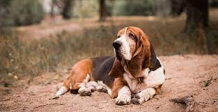 Low Key Love Have You Heard Of The Loyal Basset Hound K9 Web