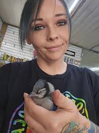 What to do with baby blue jays that fell out of nest?