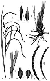 Image result for Carex runssoroensis