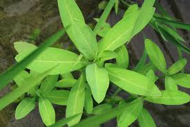 Image result for Sphenoclea