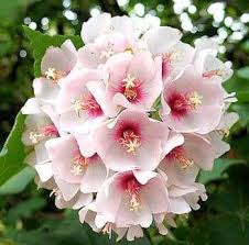 Image result for Dombeya burgessiae